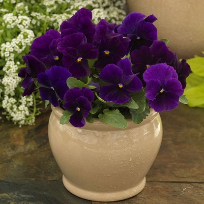 Picture of Viola - Grandissimo Series F1 - Clear Purple